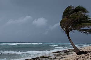 Palm tree during hurricane on the beach